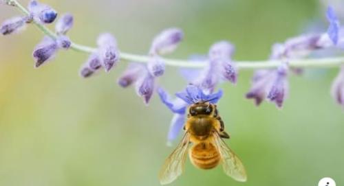 Pesticides Tueur d'abeilles